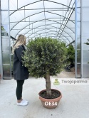 Drzewo Oliwne, Oliwka europejska (Olea europaea) wys. całkowita: ok. 150cm OE34
