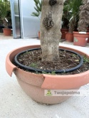 Drzewo Oliwne, Oliwka europejska (Olea europaea) wys. całkowita: ok. 150cm OE34