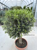 Drzewo Oliwne, Oliwka europejska (Olea europaea) wys. całkowita: ok. 150cm OE34