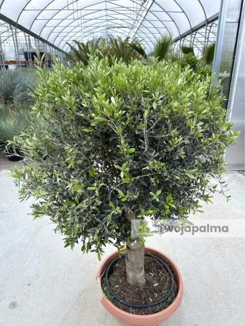 Drzewo Oliwne, Oliwka europejska (Olea europaea) wys. całkowita: ok. 150cm OE34