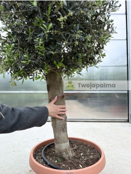 Drzewo Oliwne, Oliwka europejska (Olea europaea) wys. całkowita: ok. 170cm OE33