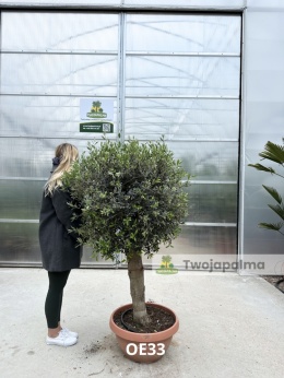 Drzewo Oliwne, Oliwka europejska (Olea europaea) wys. całkowita: ok. 170cm OE33