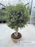 Drzewo Oliwne, Oliwka europejska (Olea europaea) wys. całkowita: ok. 160cm OE35