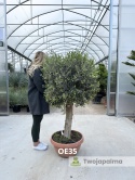 Drzewo Oliwne, Oliwka europejska (Olea europaea) wys. całkowita: ok. 160cm OE35