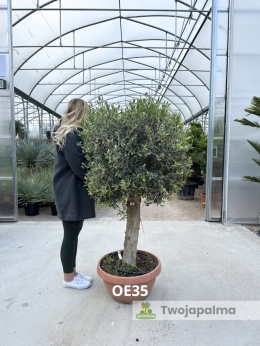 Drzewo Oliwne, Oliwka europejska (Olea europaea) wys. całkowita: ok. 160cm OE35