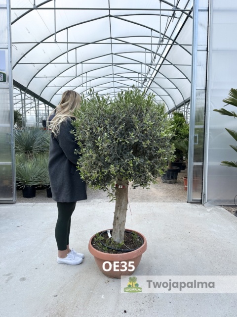 Drzewo Oliwne, Oliwka europejska (Olea europaea) wys. całkowita: ok. 160cm OE35