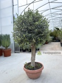 Drzewo Oliwne, Oliwka europejska (Olea europaea) wys. całkowita: ok. 160cm OE35