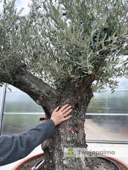 Drzewo Oliwne, Oliwka europejska (Olea europaea) wys. całkowita: ok. 220cm OE30