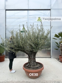 Drzewo Oliwne, Oliwka europejska (Olea europaea) wys. całkowita: ok. 220cm OE30