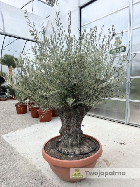 Drzewo Oliwne, Oliwka europejska (Olea europaea) wys. całkowita: ok. 220cm OE30