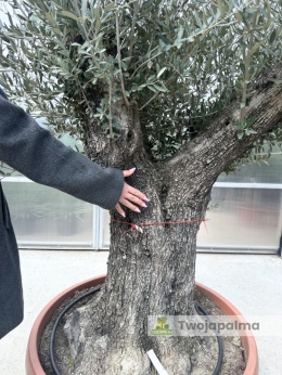 Drzewo Oliwne, Oliwka europejska (Olea europaea) wys. całkowita: ok. 250cm OE23