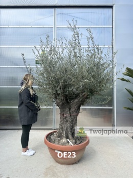 Drzewo Oliwne, Oliwka europejska (Olea europaea) wys. całkowita: ok. 250cm OE23