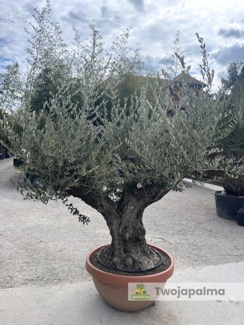 Drzewo Oliwne, Oliwka europejska (Olea europaea) wys. całkowita: ok. 250cm OE24