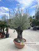 Drzewo Oliwne, Oliwka europejska (Olea europaea) wys. całkowita: ok. 250cm OE24