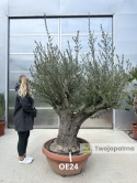 Drzewo Oliwne, Oliwka europejska (Olea europaea) wys. całkowita: ok. 250cm OE24