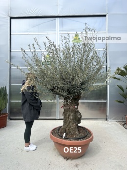 Drzewo Oliwne, Oliwka europejska (Olea europaea) wys. całkowita: ok. 250cm OE25