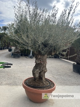 Drzewo Oliwne, Oliwka europejska (Olea europaea) wys. całkowita: ok. 250cm OE25