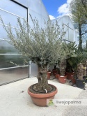 Drzewo Oliwne, Oliwka europejska (Olea europaea) wys. całkowita: ok. 250cm OE25