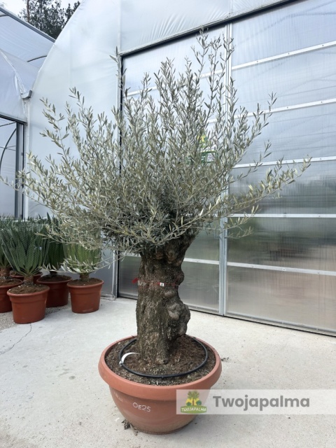 Drzewo Oliwne, Oliwka europejska (Olea europaea) wys. całkowita: ok. 250cm OE25