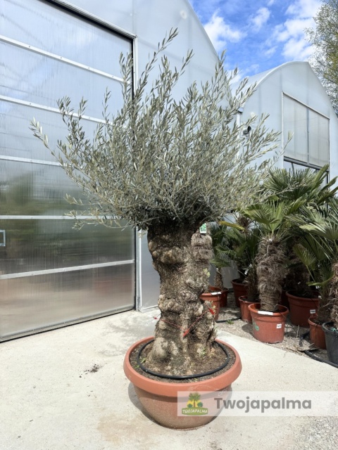 Drzewo Oliwne, Oliwka europejska (Olea europaea) wys. całkowita: ok. 250cm OE26