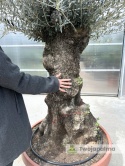Drzewo Oliwne, Oliwka europejska (Olea europaea) wys. całkowita: ok. 250cm OE26