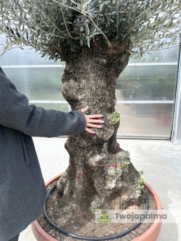 Drzewo Oliwne, Oliwka europejska (Olea europaea) wys. całkowita: ok. 250cm OE26