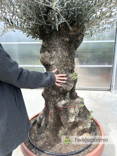 Drzewo Oliwne, Oliwka europejska (Olea europaea) wys. całkowita: ok. 250cm OE26