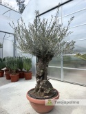 Drzewo Oliwne, Oliwka europejska (Olea europaea) wys. całkowita: ok. 250cm OE26