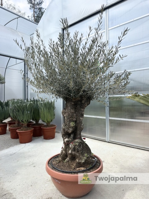 Drzewo Oliwne, Oliwka europejska (Olea europaea) wys. całkowita: ok. 250cm OE26