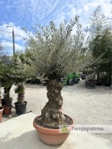 Drzewo Oliwne, Oliwka europejska (Olea europaea) wys. całkowita: ok. 250cm OE26