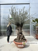 Drzewo Oliwne, Oliwka europejska (Olea europaea) wys. całkowita: ok. 250cm OE26
