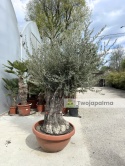 Drzewo Oliwne, Oliwka europejska (Olea europaea) wys. całkowita: ok. 250cm OE27