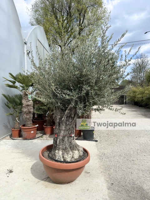 Drzewo Oliwne, Oliwka europejska (Olea europaea) wys. całkowita: ok. 250cm OE27
