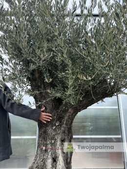 Drzewo Oliwne, Oliwka europejska (Olea europaea) wys. całkowita: ok. 250cm OE27