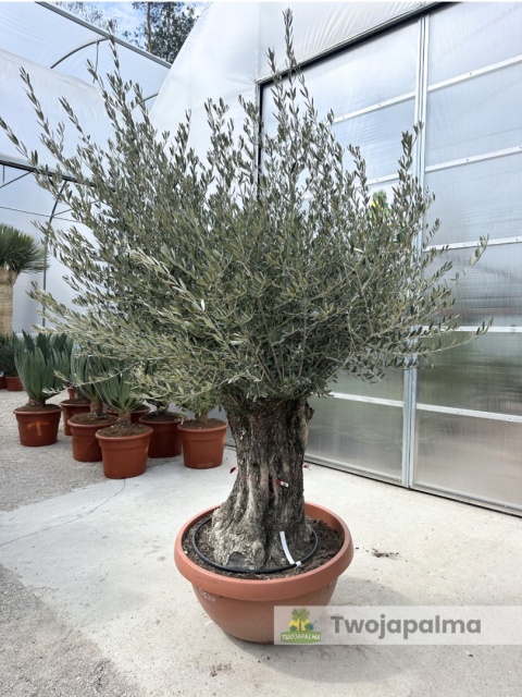 Drzewo Oliwne, Oliwka europejska (Olea europaea) wys. całkowita: ok. 250cm OE27
