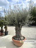 Drzewo Oliwne, Oliwka europejska (Olea europaea) wys. całkowita: ok. 250cm OE27