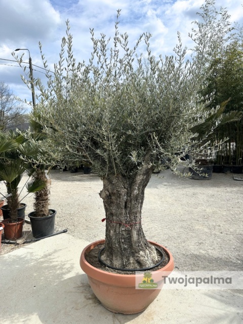 Drzewo Oliwne, Oliwka europejska (Olea europaea) wys. całkowita: ok. 250cm OE27