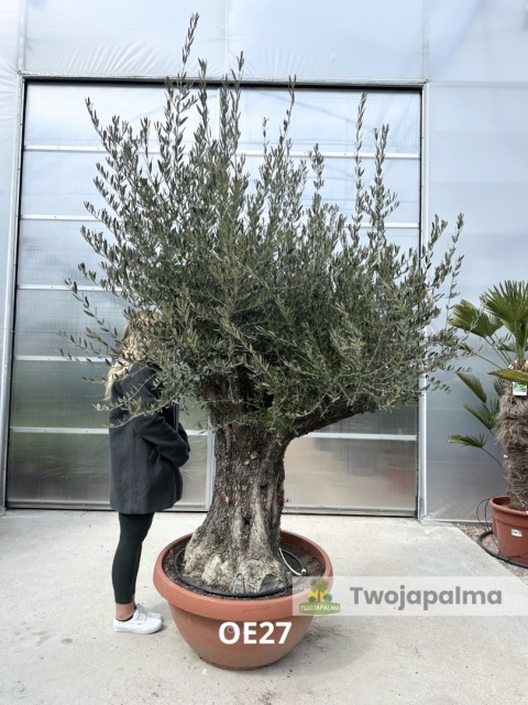 Drzewo Oliwne, Oliwka europejska (Olea europaea) wys. całkowita: ok. 250cm OE27