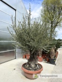 Drzewo Oliwne, Oliwka europejska (Olea europaea) wys. całkowita: ok. 250cm OE28
