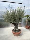 Drzewo Oliwne, Oliwka europejska (Olea europaea) wys. całkowita: ok. 250cm OE28