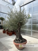 Drzewo Oliwne, Oliwka europejska (Olea europaea) wys. całkowita: ok. 250cm OE28