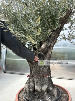 Drzewo Oliwne, Oliwka europejska (Olea europaea) wys. całkowita: ok. 250cm OE28