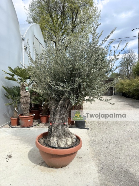 Drzewo Oliwne, Oliwka europejska (Olea europaea) wys. całkowita: ok. 250cm OE28