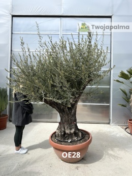 Drzewo Oliwne, Oliwka europejska (Olea europaea) wys. całkowita: ok. 250cm OE28