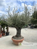 Drzewo Oliwne, Oliwka europejska (Olea europaea) wys. całkowita: ok. 250cm OE29