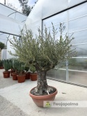 Drzewo Oliwne, Oliwka europejska (Olea europaea) wys. całkowita: ok. 250cm OE29
