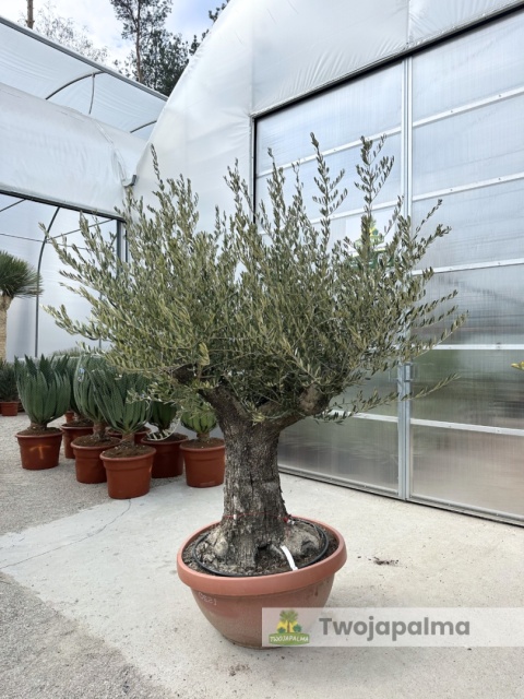 Drzewo Oliwne, Oliwka europejska (Olea europaea) wys. całkowita: ok. 250cm OE29