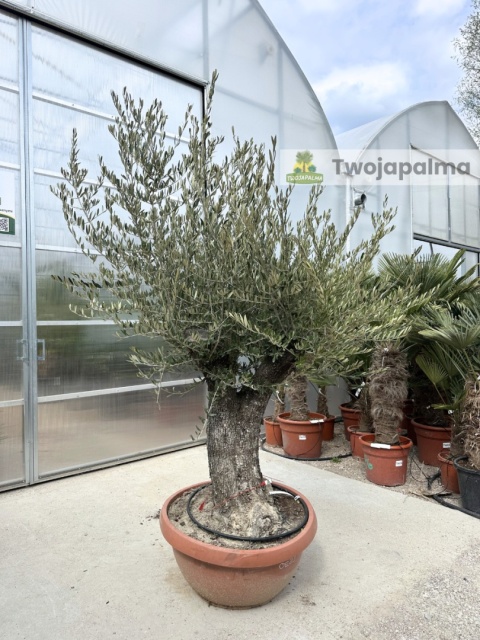 Drzewo Oliwne, Oliwka europejska (Olea europaea) wys. całkowita: ok. 250cm OE29