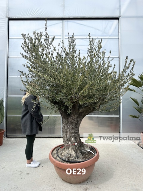 Drzewo Oliwne, Oliwka europejska (Olea europaea) wys. całkowita: ok. 250cm OE29