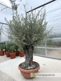 Drzewo Oliwne, Oliwka europejska (Olea europaea) wys. całkowita: ok. 250cm OE31